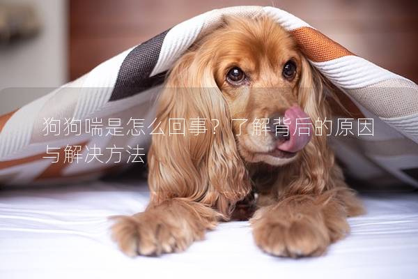 狗狗喘是怎么回事？了解背后的原因与解决方法