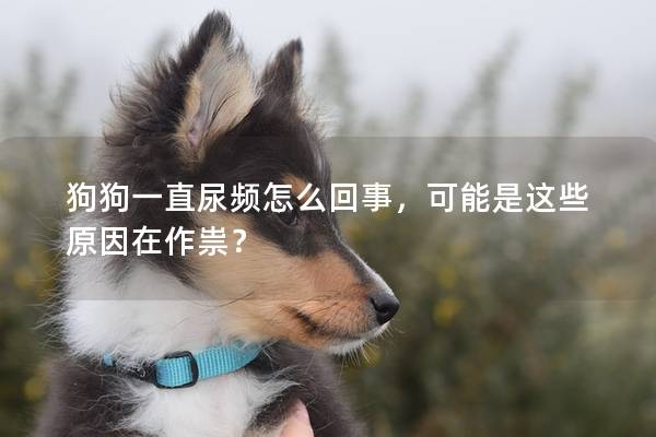 狗狗一直尿频怎么回事，可能是这些原因在作祟？