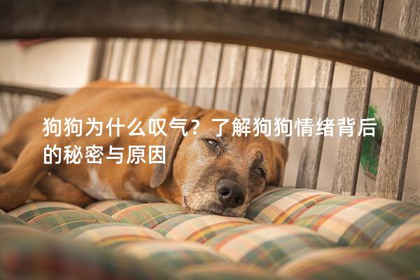 狗狗为什么叹气？了解狗狗情绪背后的秘密与原因