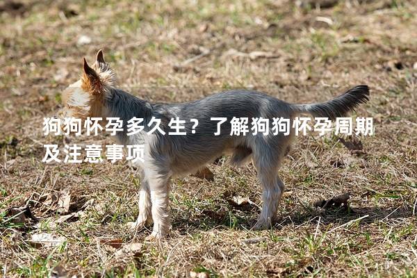 狗狗怀孕多久生？了解狗狗怀孕周期及注意事项