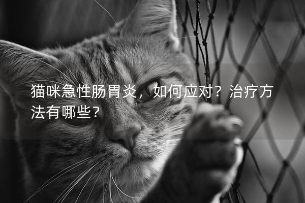 猫咪急性肠胃炎，如何应对？治疗方法有哪些？