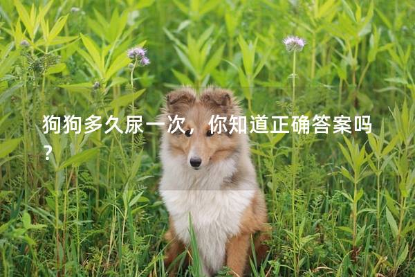 狗狗多久尿一次，你知道正确答案吗？