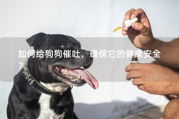 如何给狗狗催吐，确保它的健康安全？