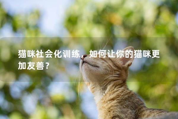 猫咪社会化训练，如何让你的猫咪更加友善？