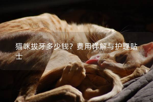 猫咪拔牙多少钱？费用详解与护理贴士