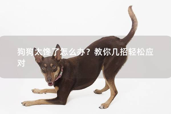 狗狗太馋了怎么办？教你几招轻松应对