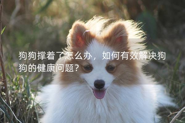 狗狗撑着了怎么办，如何有效解决狗狗的健康问题？