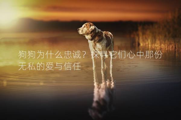 狗狗为什么忠诚？探寻它们心中那份无私的爱与信任