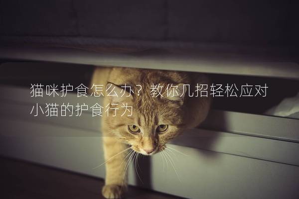 猫咪护食怎么办？教你几招轻松应对小猫的护食行为