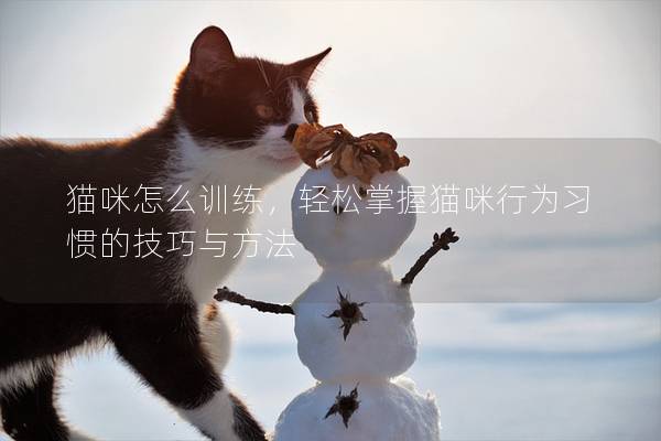 猫咪怎么训练，轻松掌握猫咪行为习惯的技巧与方法