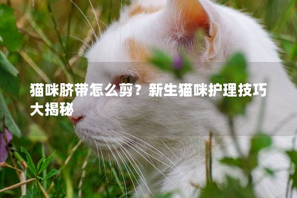 猫咪脐带怎么剪？新生猫咪护理技巧大揭秘