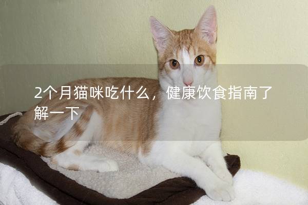 2个月猫咪吃什么，健康饮食指南了解一下
