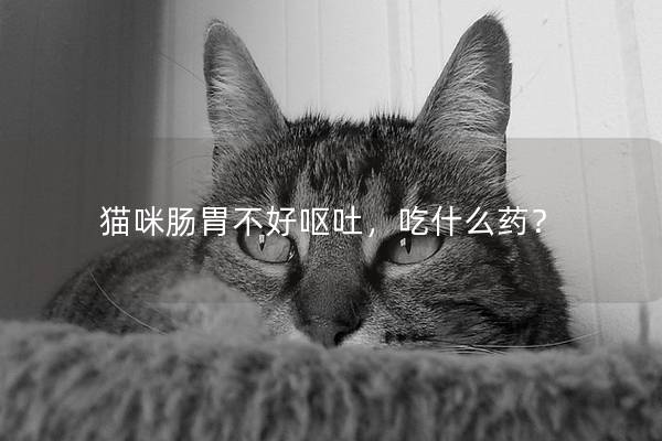 猫咪肠胃不好呕吐，吃什么药？