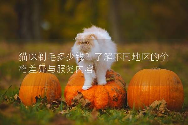 猫咪剃毛多少钱？了解不同地区的价格差异与服务内容