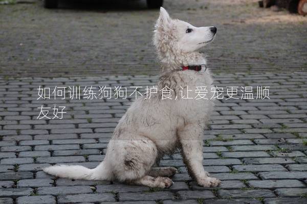 如何训练狗狗不护食,让爱宠更温顺友好