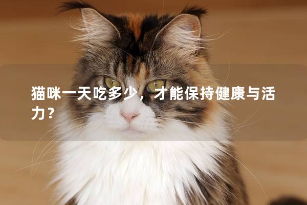 猫咪一天吃多少，才能保持健康与活力？