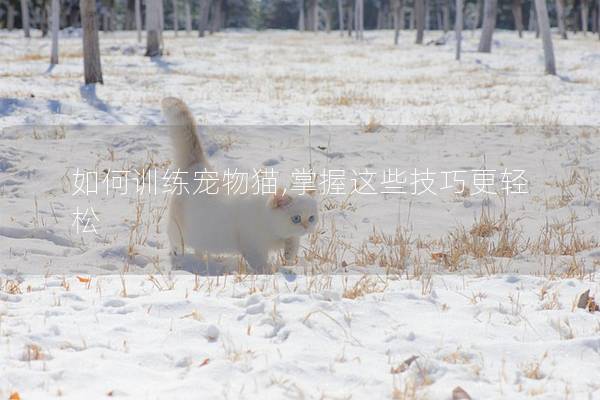 如何训练宠物猫,掌握这些技巧更轻松