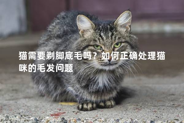 猫需要剃脚底毛吗？如何正确处理猫咪的毛发问题