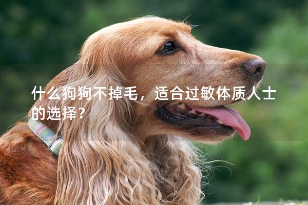 什么狗狗不掉毛，适合过敏体质人士的选择？