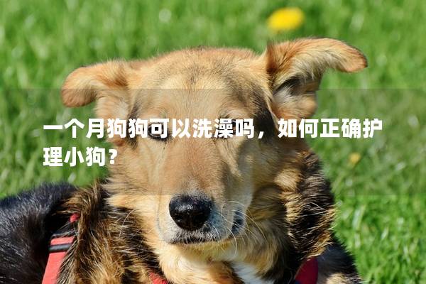 一个月狗狗可以洗澡吗，如何正确护理小狗？