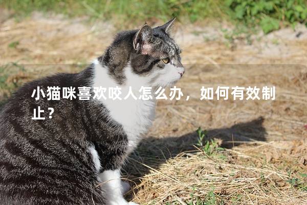小猫咪喜欢咬人怎么办，如何有效制止？