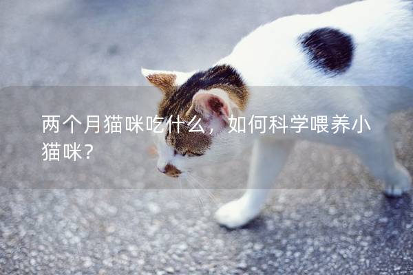 两个月猫咪吃什么，如何科学喂养小猫咪？