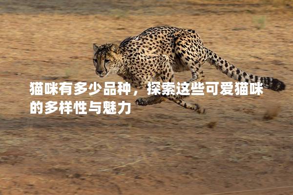 猫咪有多少品种，探索这些可爱猫咪的多样性与魅力