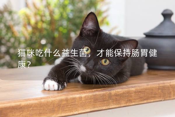 猫咪吃什么益生菌，才能保持肠胃健康？