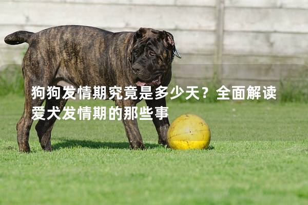 狗狗发情期究竟是多少天？全面解读爱犬发情期的那些事