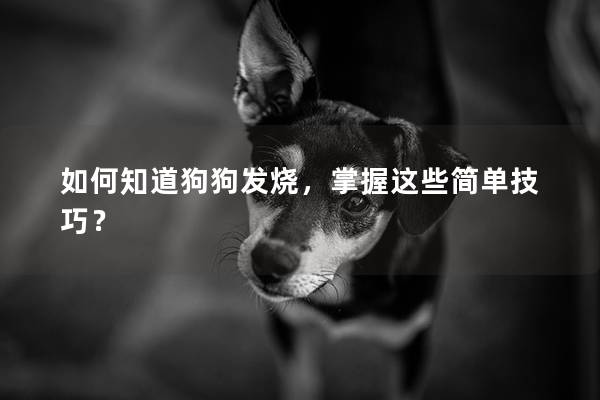 如何知道狗狗发烧，掌握这些简单技巧？