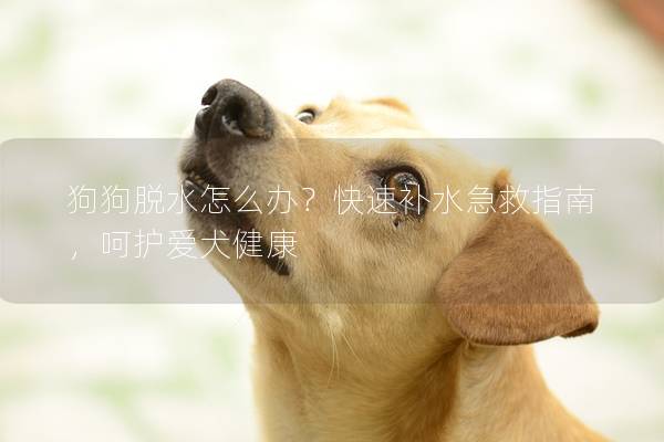狗狗脱水怎么办？快速补水急救指南，呵护爱犬健康