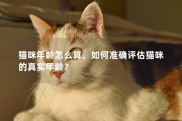猫咪年龄怎么算，如何准确评估猫咪的真实年龄？