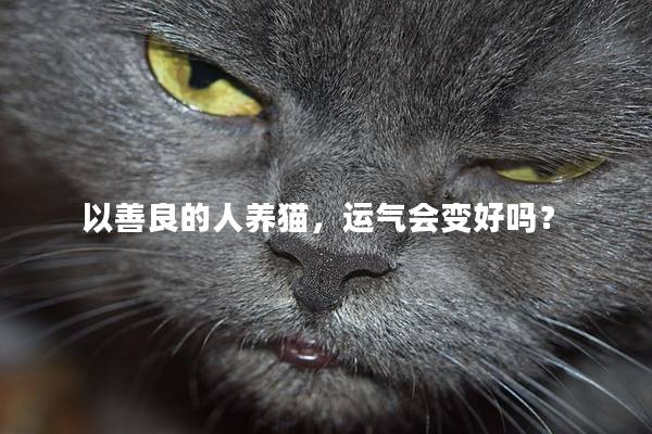 以善良的人养猫，运气会变好吗？
