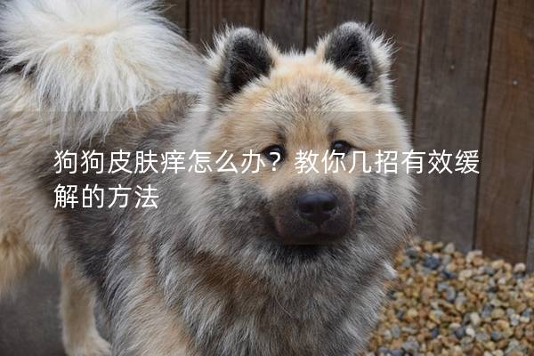 狗狗皮肤痒怎么办？教你几招有效缓解的方法