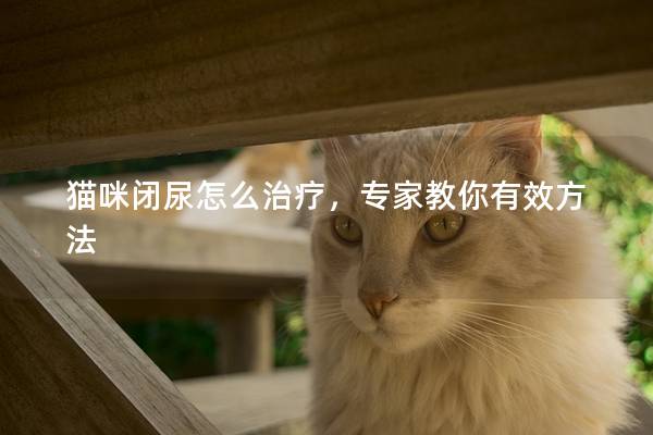 猫咪闭尿怎么治疗，专家教你有效方法