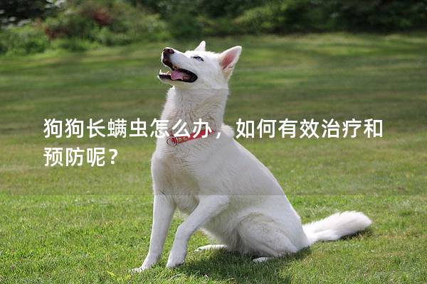 狗狗长螨虫怎么办，如何有效治疗和预防呢？
