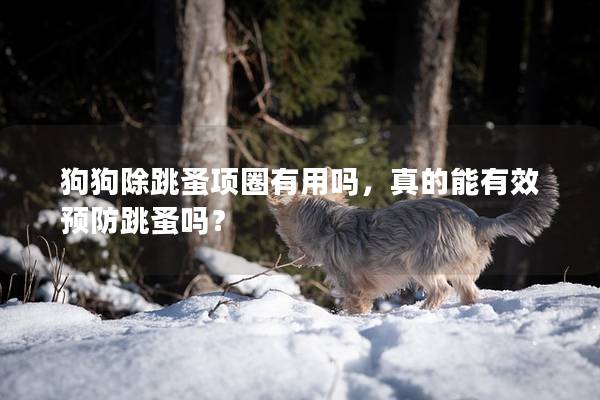 狗狗除跳蚤项圈有用吗，真的能有效预防跳蚤吗？