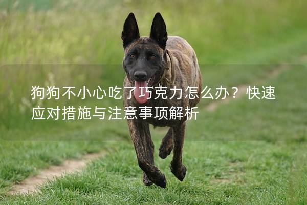 狗狗不小心吃了巧克力怎么办？快速应对措施与注意事项解析