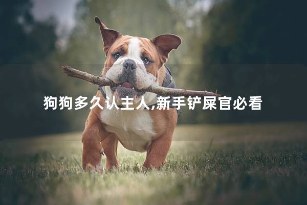狗狗多久认主人,新手铲屎官必看