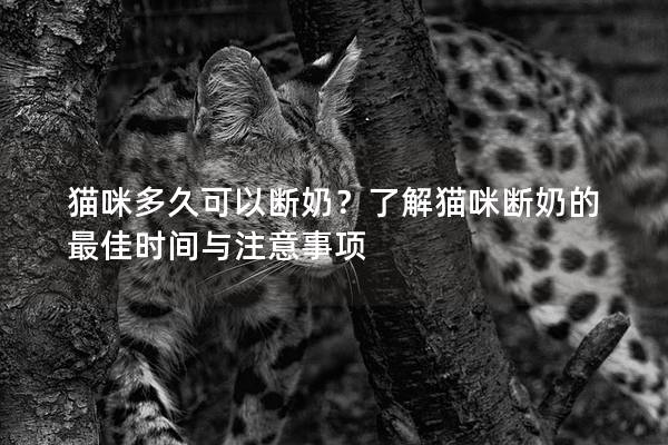 猫咪多久可以断奶？了解猫咪断奶的最佳时间与注意事项