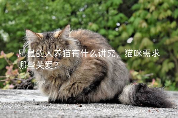 属鼠的人养猫有什么讲究，猫咪需求哪些关爱？