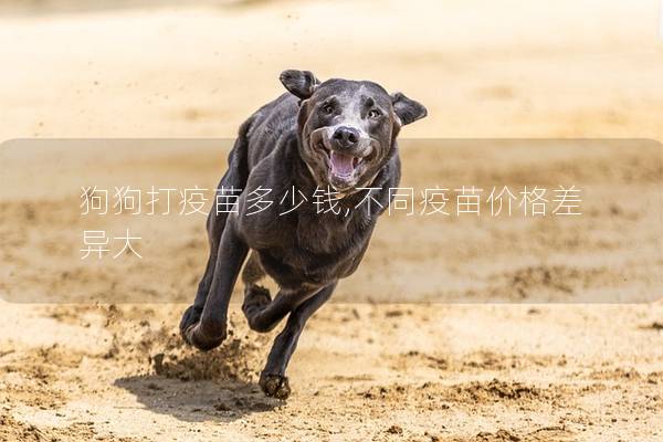 狗狗打疫苗多少钱,不同疫苗价格差异大