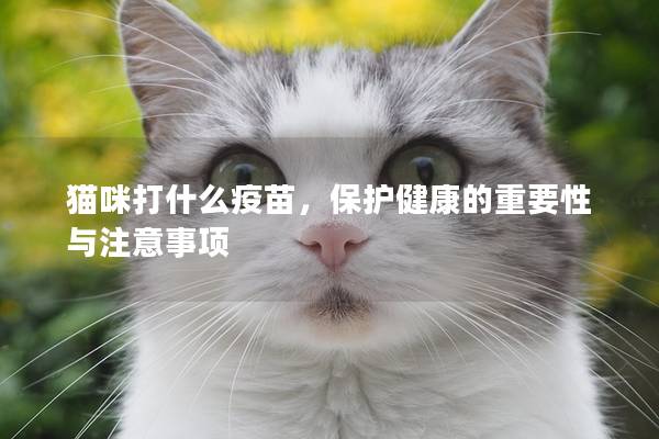 猫咪打什么疫苗，保护健康的重要性与注意事项