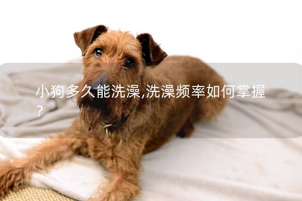 小狗多久能洗澡,洗澡频率如何掌握？