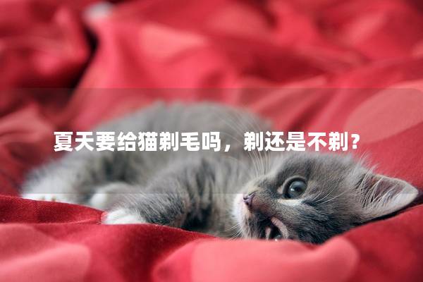 夏天要给猫剃毛吗，剃还是不剃？