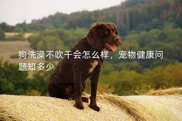 狗洗澡不吹干会怎么样，宠物健康问题知多少