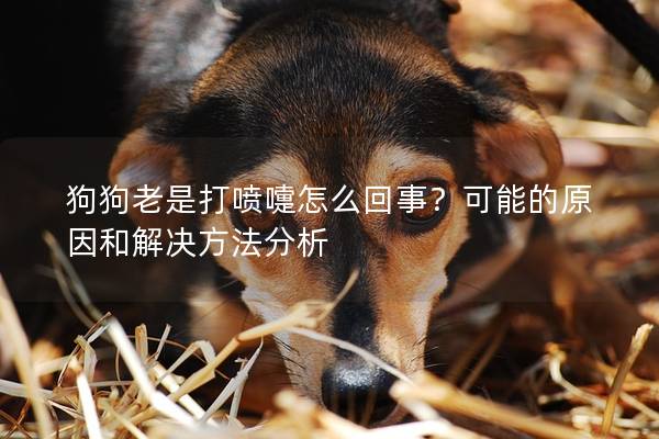 狗狗老是打喷嚏怎么回事？可能的原因和解决方法分析