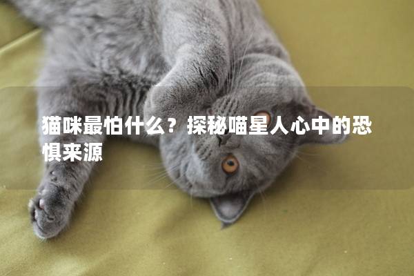 猫咪最怕什么？探秘喵星人心中的恐惧来源