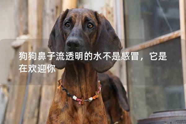 狗狗鼻子流透明的水不是感冒，它是在欢迎你