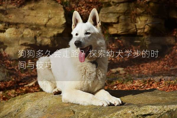 狗狗多久会走路？探索幼犬学步的时间与技巧